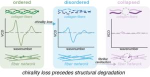 Chirality loss precedes structural degradation