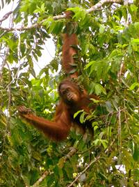 Orangutan