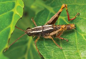 Eyprepocprifas insularis