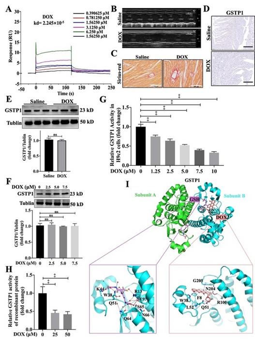 Doxorubicin directly binds to GSTP1 in cardiomyocytes, significantly inhibiting its enzymatic activity without altering expression.