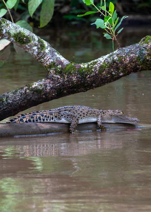 Subadult saltwater crocodile