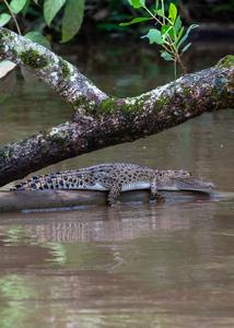 Subadult saltwater crocodile