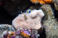 Marine Sponge