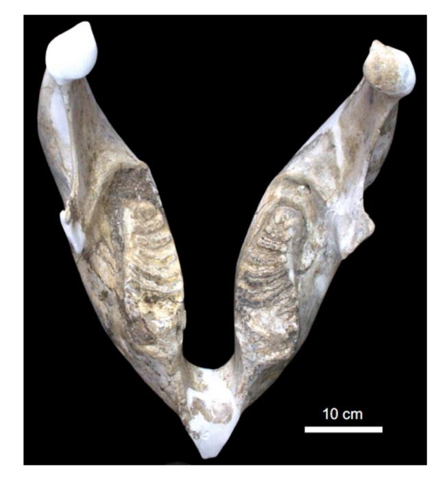 Stegodon florensis jawbone