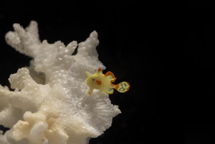 Warty frogfish juvenile at Shedd Aquarium