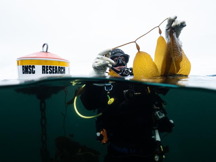 UVic PhD and kelp