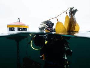 UVic PhD and kelp