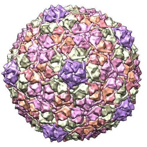 Head of a Virus