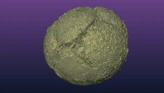 Doushanto Fossils Neither Embryos nor Animals (3 of 3)