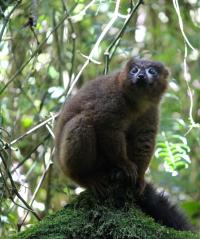Lemur