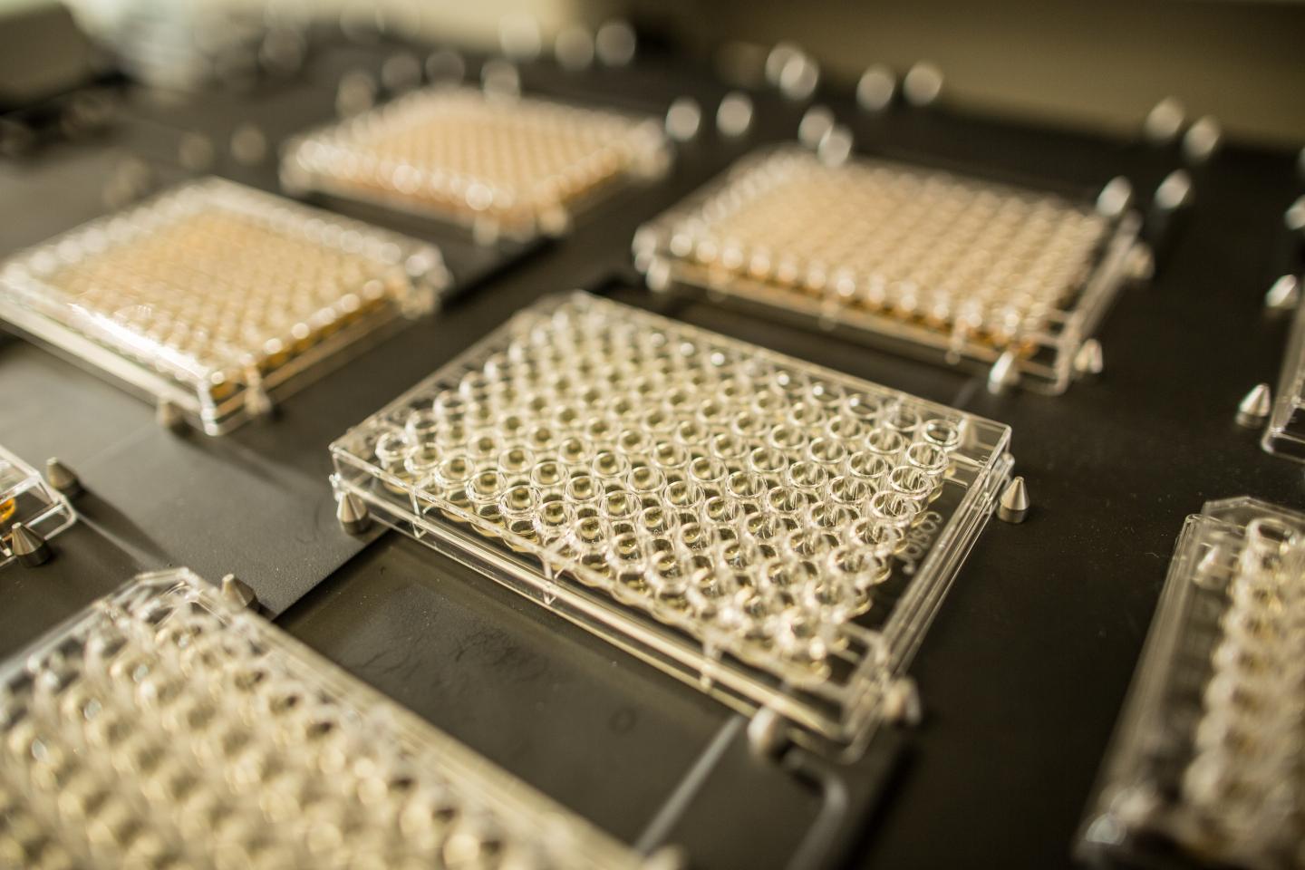Culture plates in the laboratory of Gregory Lang