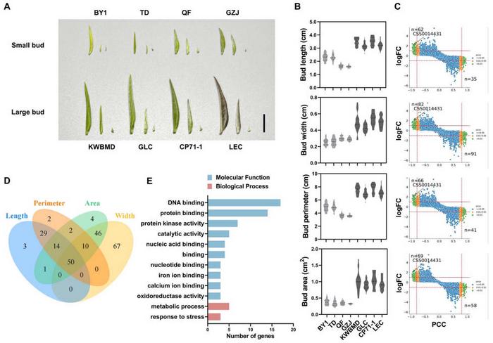 RNA-seq analysis of bud size in tea plant.