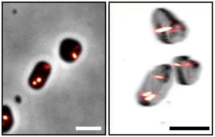 Fluorescence microscopy