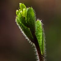 <i>Arabidopsis thaliana</i>