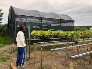 A quilombola community member looking at the community's reforestation nursery