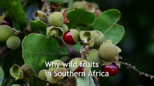 Why wild African fruits as food supplements?