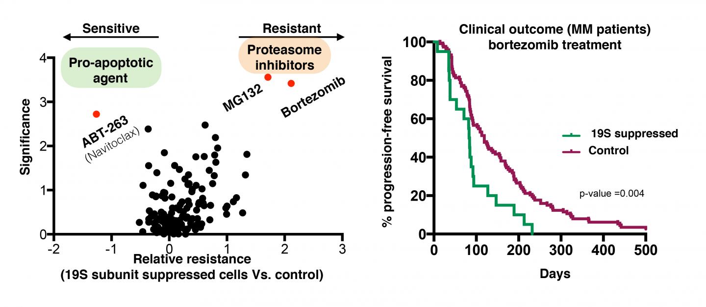 19S Subunit Suppressed Cells