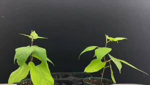 Timelapse video shows the two bean vines