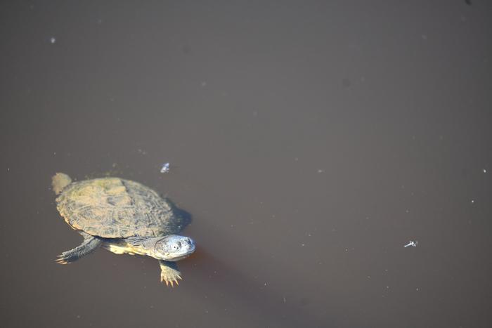 Cold blooded animals could be vulnerable to climate change induced temperature variability.