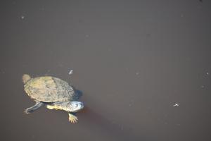 Cold blooded animals could be vulnerable to climate change induced temperature variability.