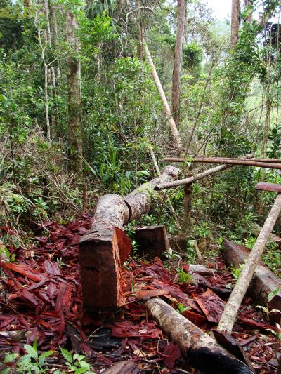 Logging in Madagascar