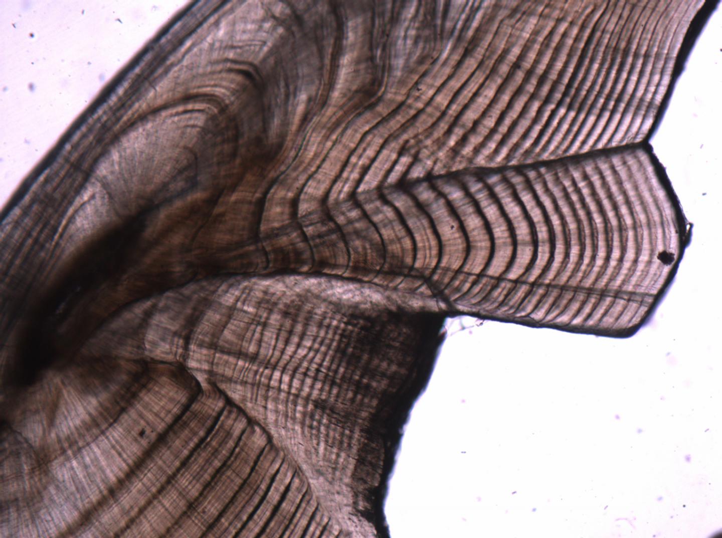 Section of a Black Bream Ear Bone