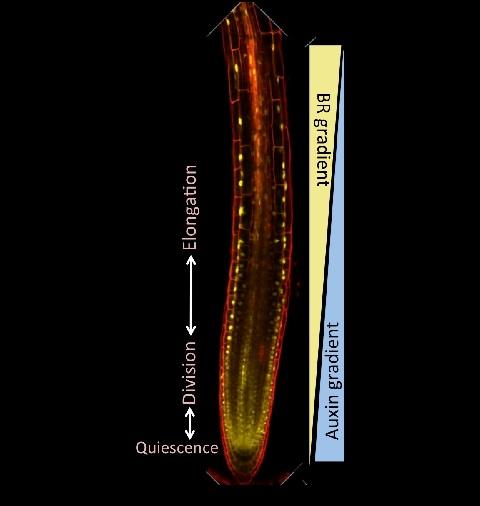 Root Tip
