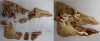 Reconstructed skull with no metal plates