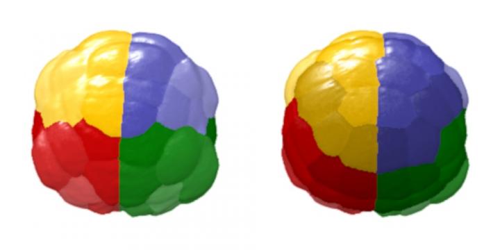 Visualization of Single-Cell Expression Patterns