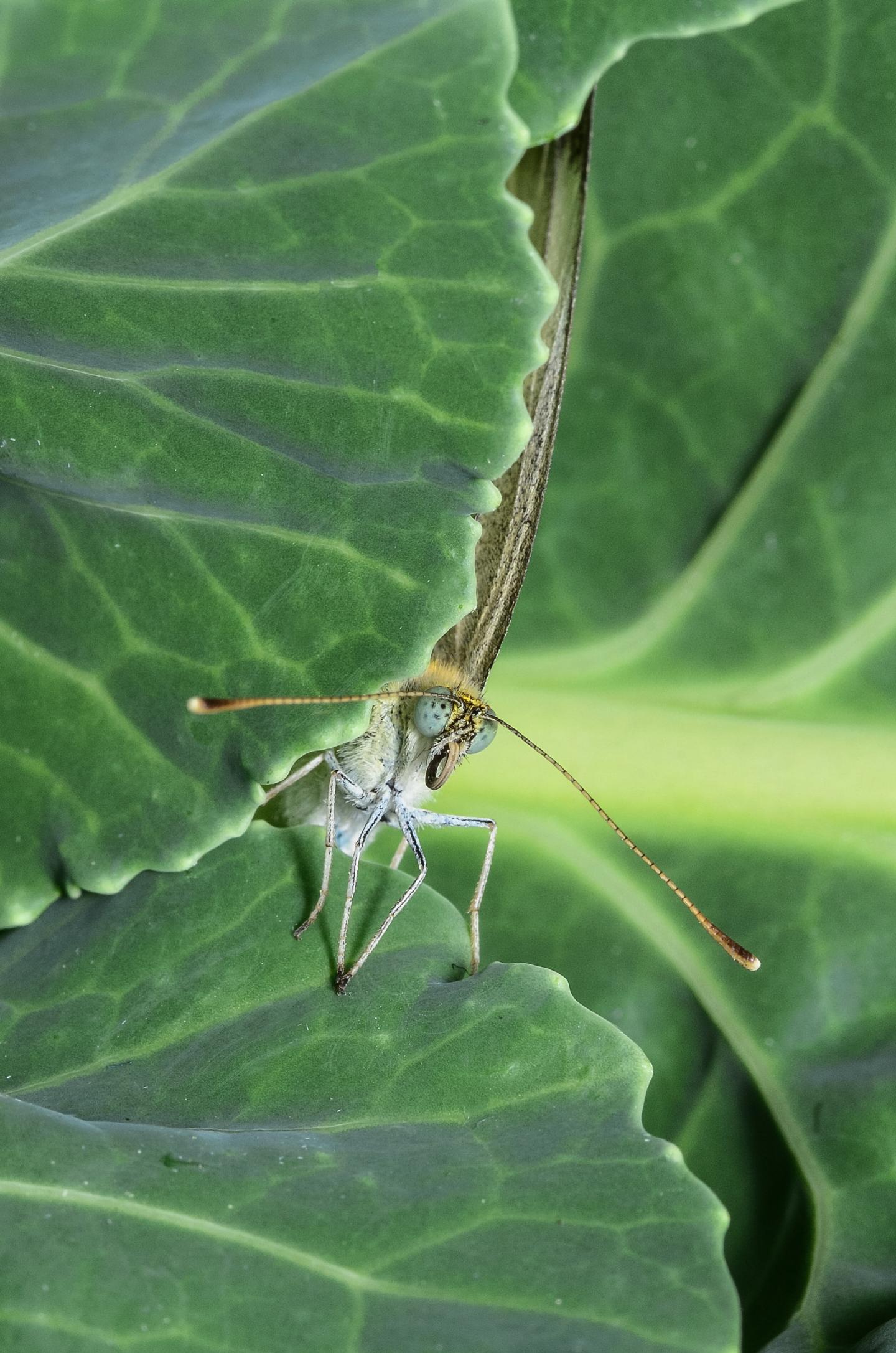 Cabbage White (2 of 2)