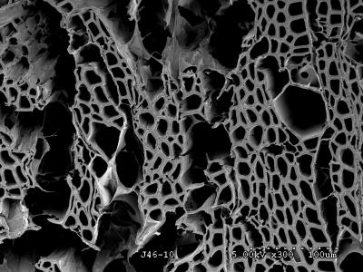 SEM of the White Rot Fungus <I>F. mediterranea </I>decaying wood