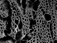 SEM of the White Rot Fungus <I>F. mediterranea </I>decaying wood