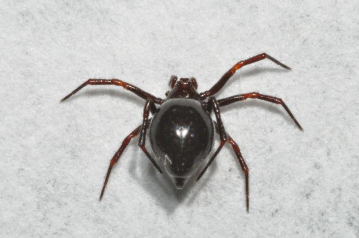 <i>Euryopis episinoides</i>