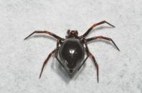<i>Euryopis episinoides</i>