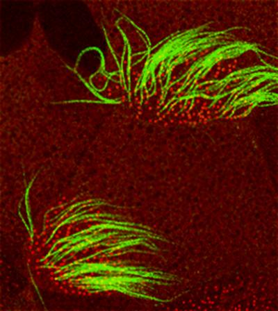 Motile Cilia Go With the Flow