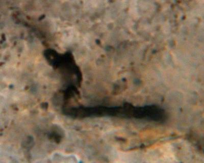 A Fossil Cellular Microbe (<i>Primaevifilum minutum</i>)