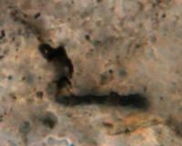 A Fossil Cellular Microbe (<i>Primaevifilum minutum</i>)