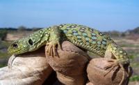 Ocellated lizard