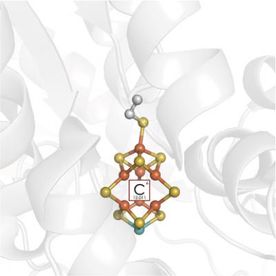 Key Atom in Nitrogenase Finally Revealed (1 of 3)