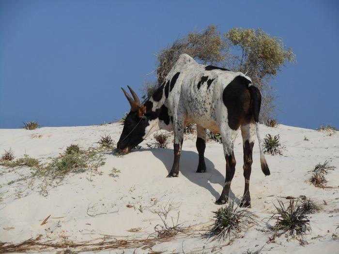 Zebu