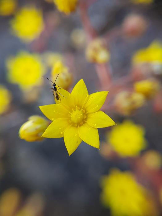 Flower of Aichryson parlatorei