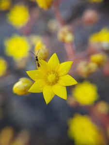 Flower of Aichryson parlatorei