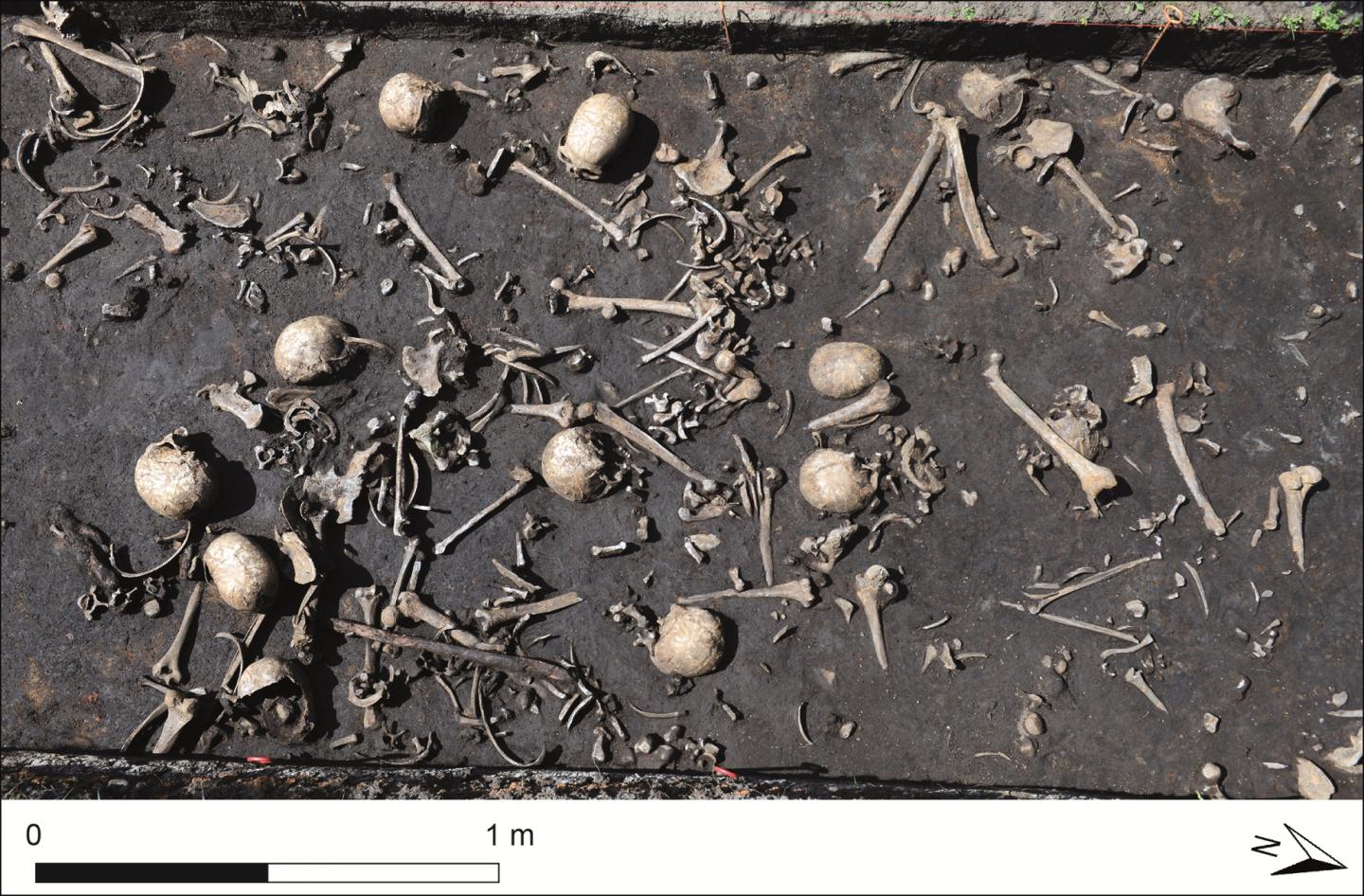 Collection of Bones