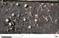 Collection of Bones