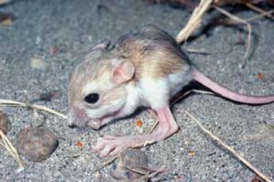 Desert Kangaroo Rat