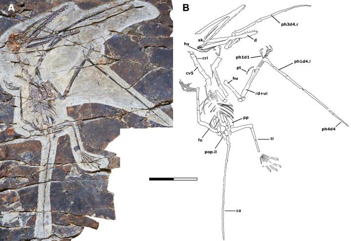 Fossil of K. antipollicatus