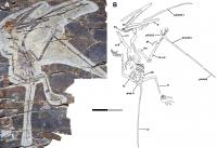 Fossil of K. antipollicatus