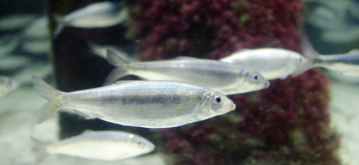 Baltic Herring