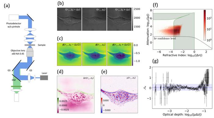 HeLa cell results