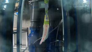 Video of the soft robotics wing responding to under water turbulance